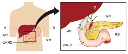 담낭과 담관