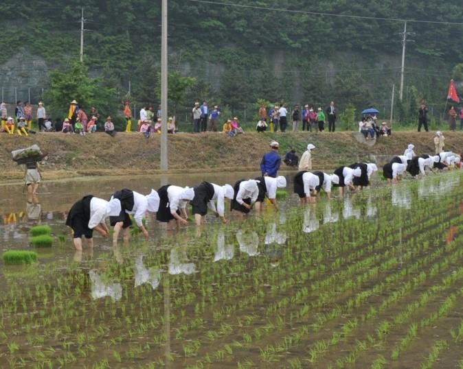 우시산국 축제 모내기 체험