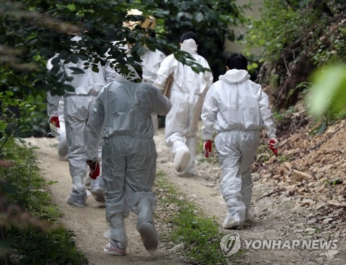 살처분 방역복 입은 공무원들