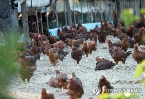 AI 비상…양성반응 나온 부산 기장군 농가