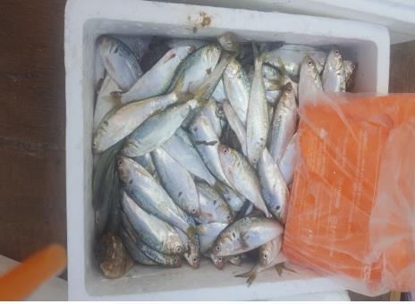 불법 어획된 전어