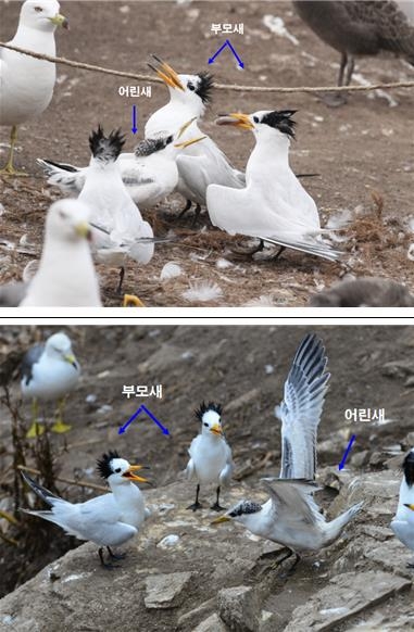 먹이 받아 먹는 어린새(위)-비행 연습하는 어린새(아래)
