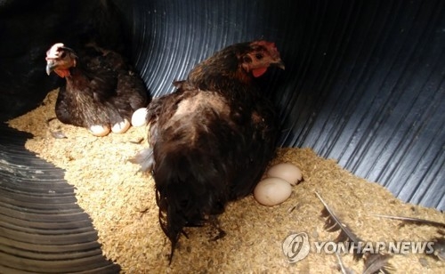 살충제 검출된 황씨 농장에서 쉬는 닭들.