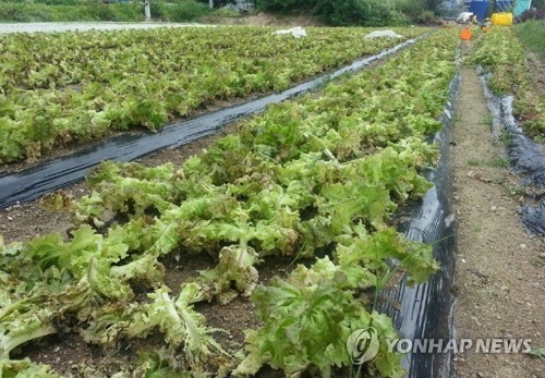 잦은 비로 상추 농가 직격탄
