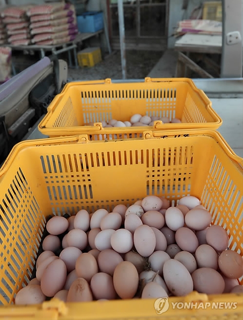 DDT가 검출된 달걀[연합뉴스 자료사진]