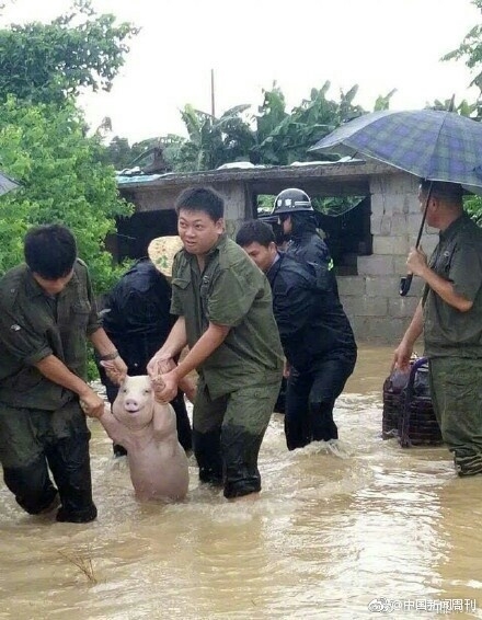 중국 광시자치구에서 구조된 '스마일 돼지' [웨이보닷컴]