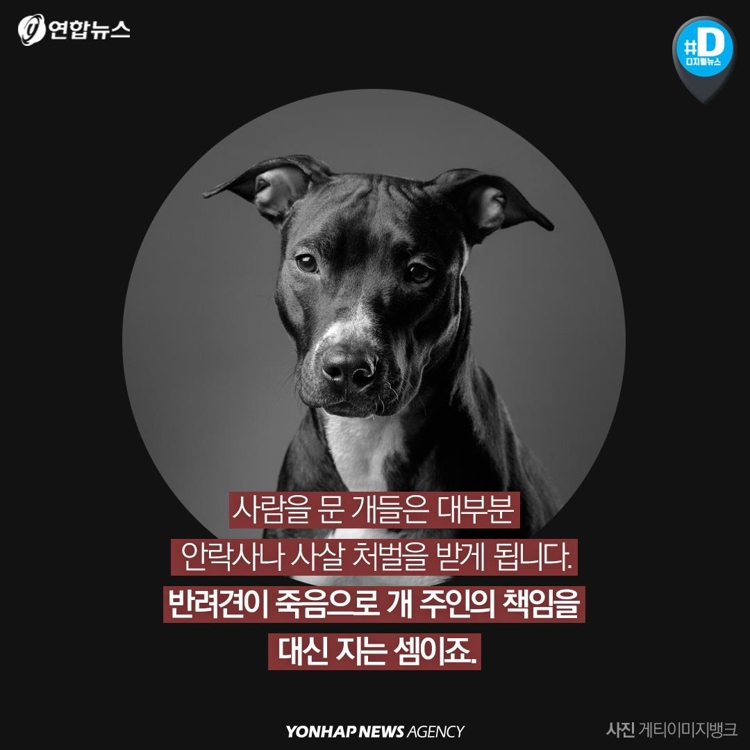 [카드뉴스] "우리 개는 안 물어요"…개주인 무책임에 대형사고 난다 - 9