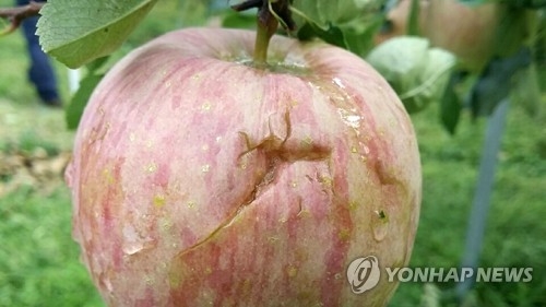 우박 맞은 사과 [연합뉴스 자료사진]