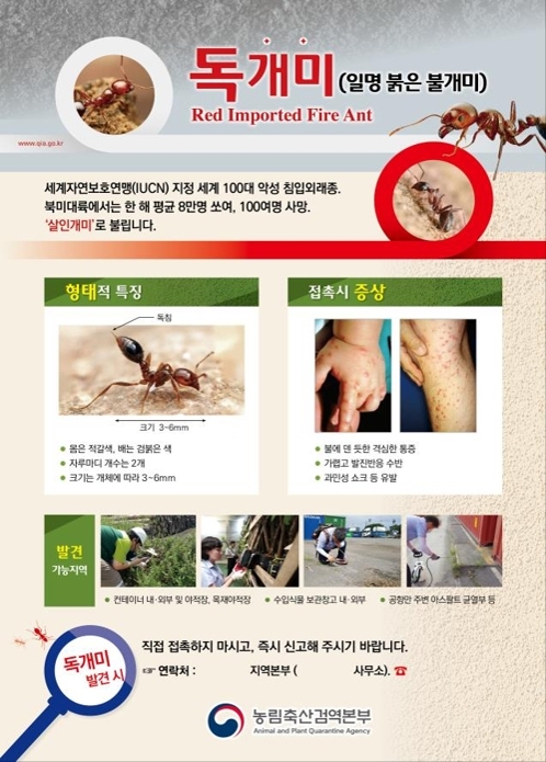 '살인개미' 붉은 독개미 국내서 처음 발견 - 1
