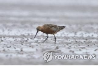 먹이를 찾는 큰뒷부리도요. 환경부 국립생태원 제공.