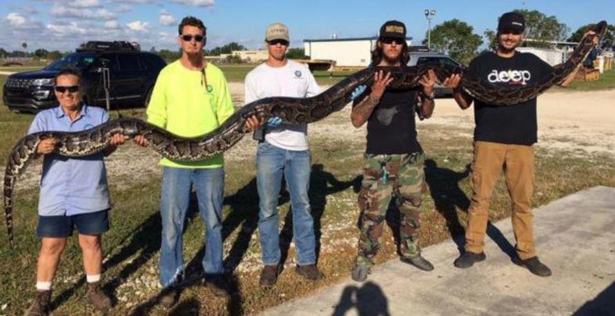 미국 플로리다에서 포획된 5.2ｍ짜리 비단뱀