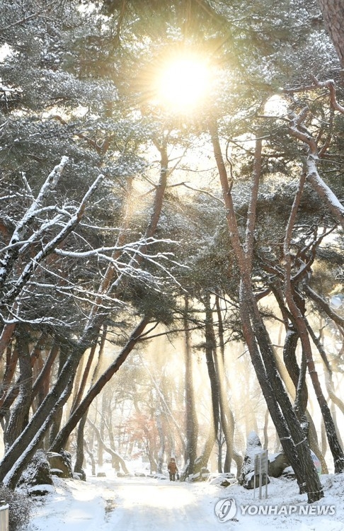 겨울 숲에 뜬 태양
