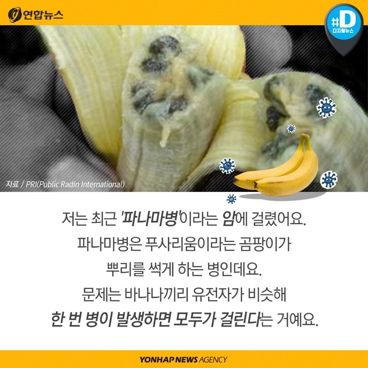 [카드뉴스] "바나나가 지구에서 사라진대요" - 3