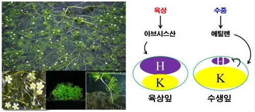 매화마름