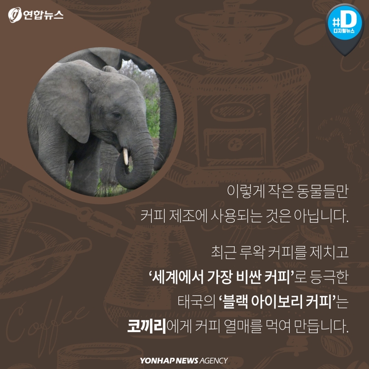 [카드뉴스] 최고의 커피?…'동물 똥 커피'의 빛과 그림자 - 5