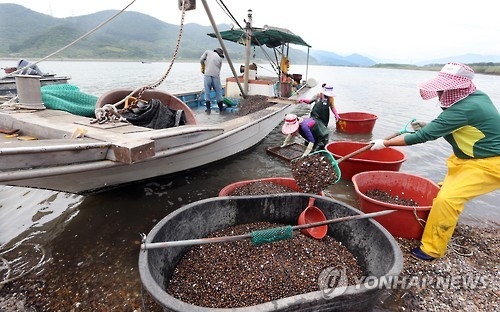 재첩 수확