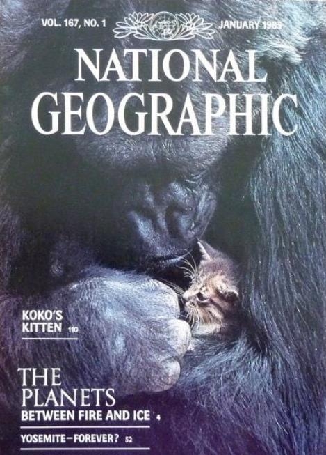 고릴라 코코가 고양이 품에 안은 내셔널지오그래픽 표지 