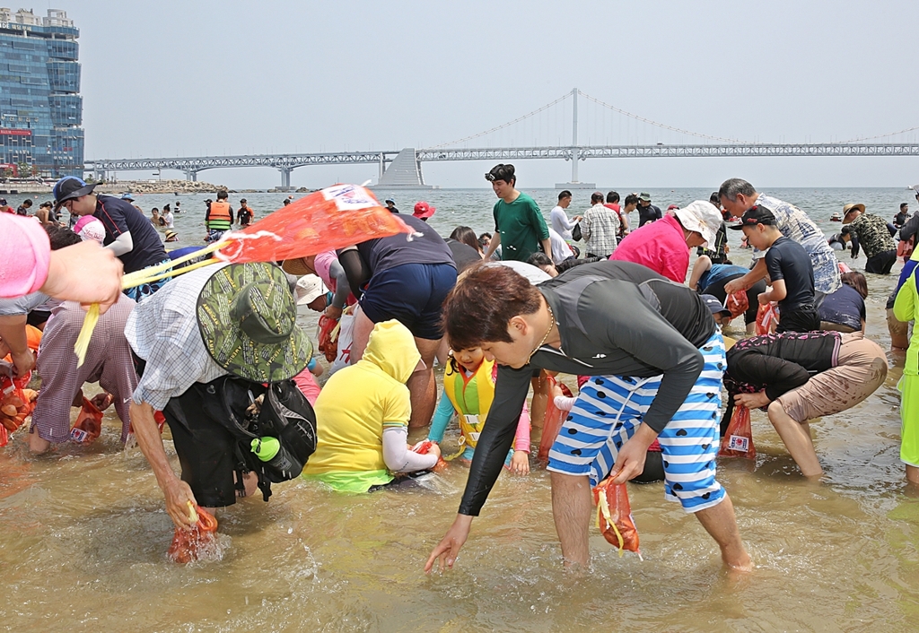 광안리해수욕장 조개잡이 체험행사 자료사진