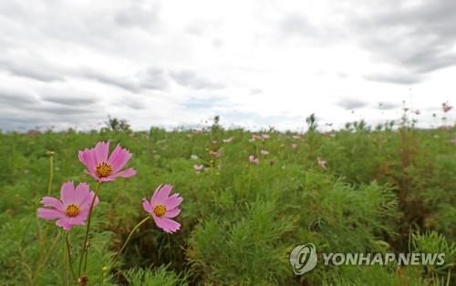 한풀 꺾인 더위