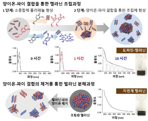 양이온-파이결합에 의한 멜라닌 형성·분해과정