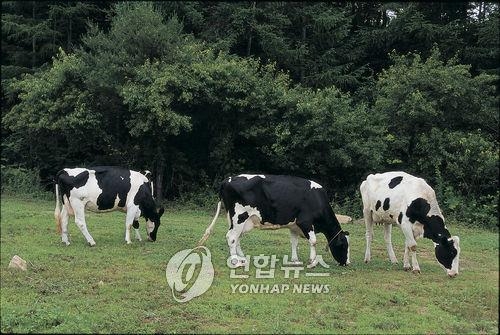 '방귀쟁이' 소에게 해초 먹여 지구 온난화 막는다? - 1
