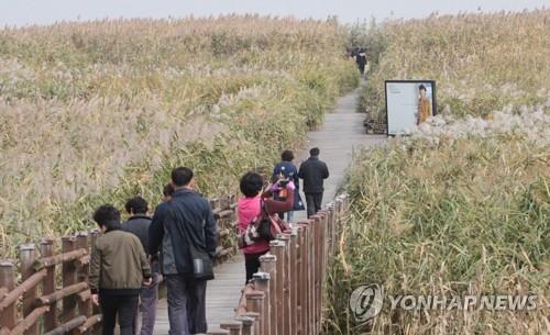 신성리 갈대밭