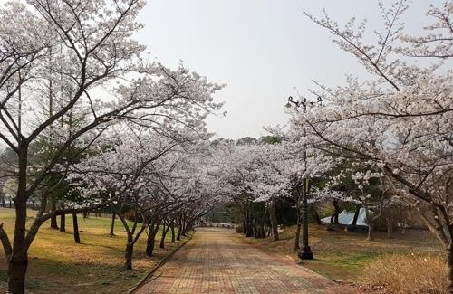 벚꽃 핀 우치공원