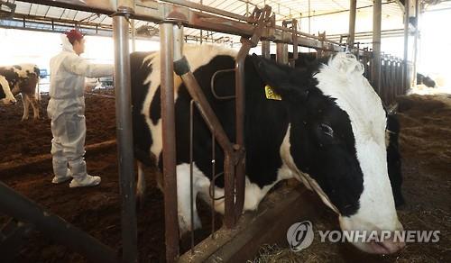 구제역 예방접종 하는 수의사