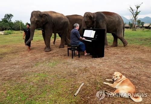 늙고 병든 코끼리들을 위한 음악 치료