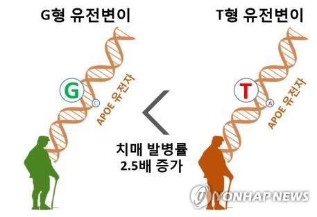 치매 유전변이