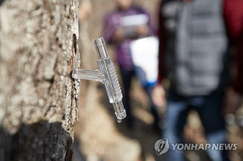 진안고원에서 채취하는 고로쇠 수액