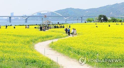 구리 유채꽃 단지