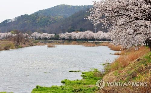 충남 천안 위례 벚꽃길