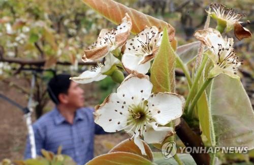 배 농가 저온피해