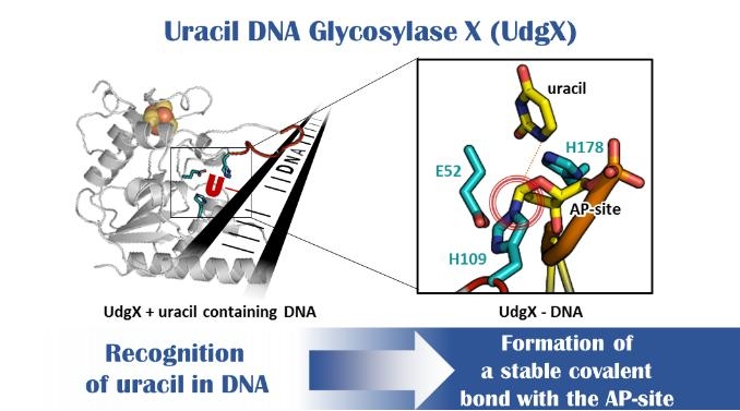 UdgX의 DNA 내 우라실 인식과 공유결합 형성 개념도