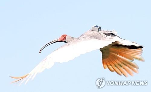 따오기, GPS 부착해 날다