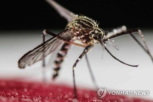 지카 바이러스를 옮기는 이집트 숲모기 성충