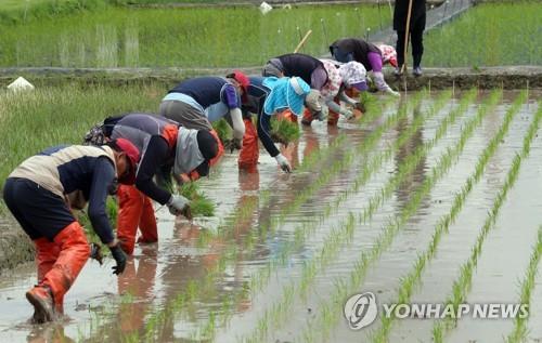 농부들의 모내기(연합뉴스 자료사진)
