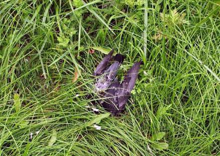 광주 동구 도심에서 발견된 비둘기 사체