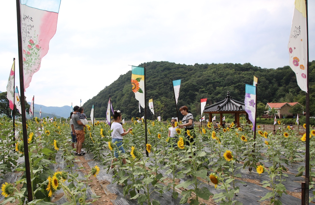 태극기와 해바라기 축제