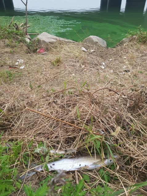 19일 낙동강 구포대교 아래 물고기가 죽어 있다.