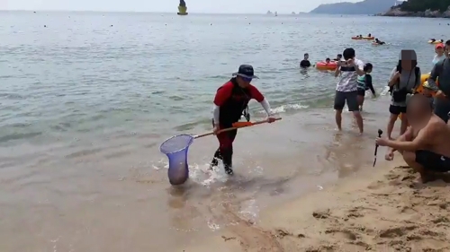 24일 해운대해수욕장에서 119 수상구조대원이 노무라입깃해파리를 수거하고 있다