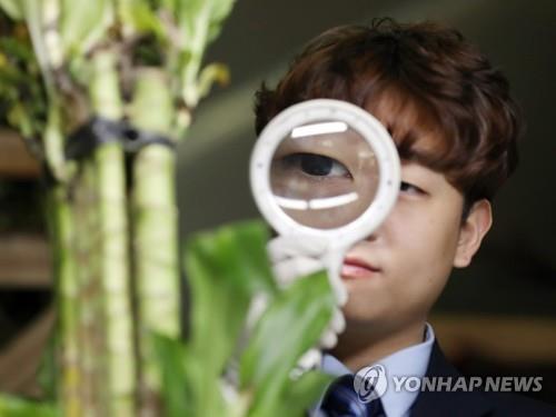 식물 검역
