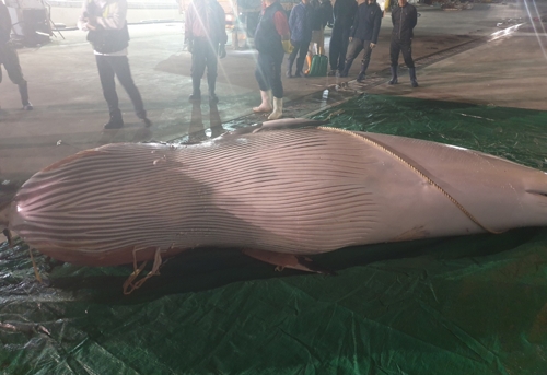 그물에 걸려 죽은 밍크고래