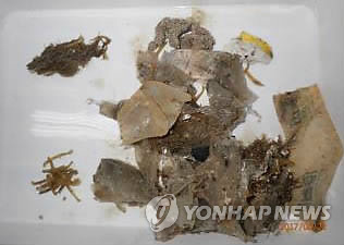 붉은바다거북 장기에서 발견된 해양쓰레기