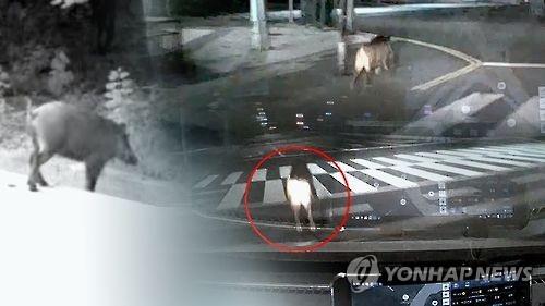 멧돼지 출몰(CG)