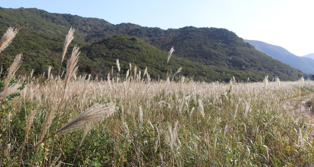 사자평 억새