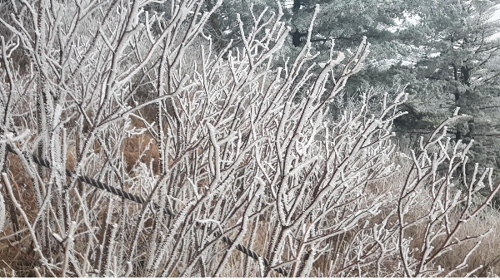 상고대