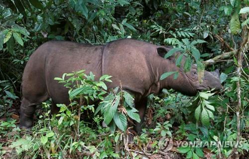 인도네시아 수마트라섬에 사는 코뿔소