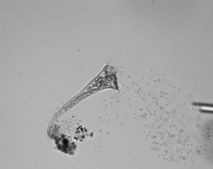 S.로에셀리를 자극하는 실험 한 장면 